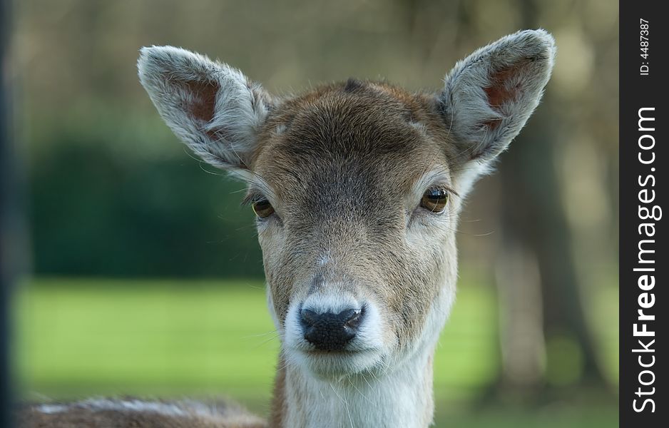 Cute deer looking at the camera