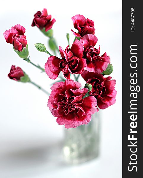 Pink dianthus in a vase