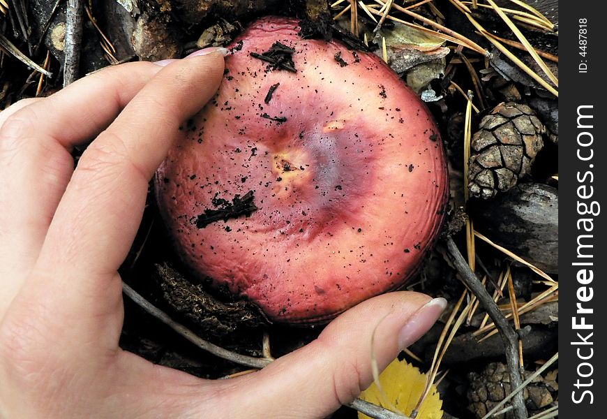 Pink Mushroom in girl's hand