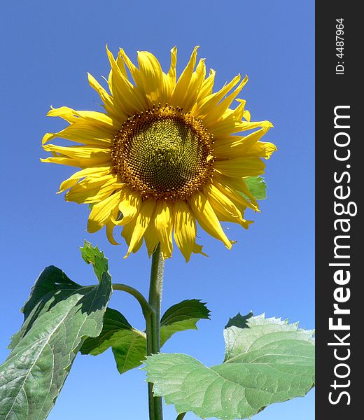 Big Flower of the sunflower