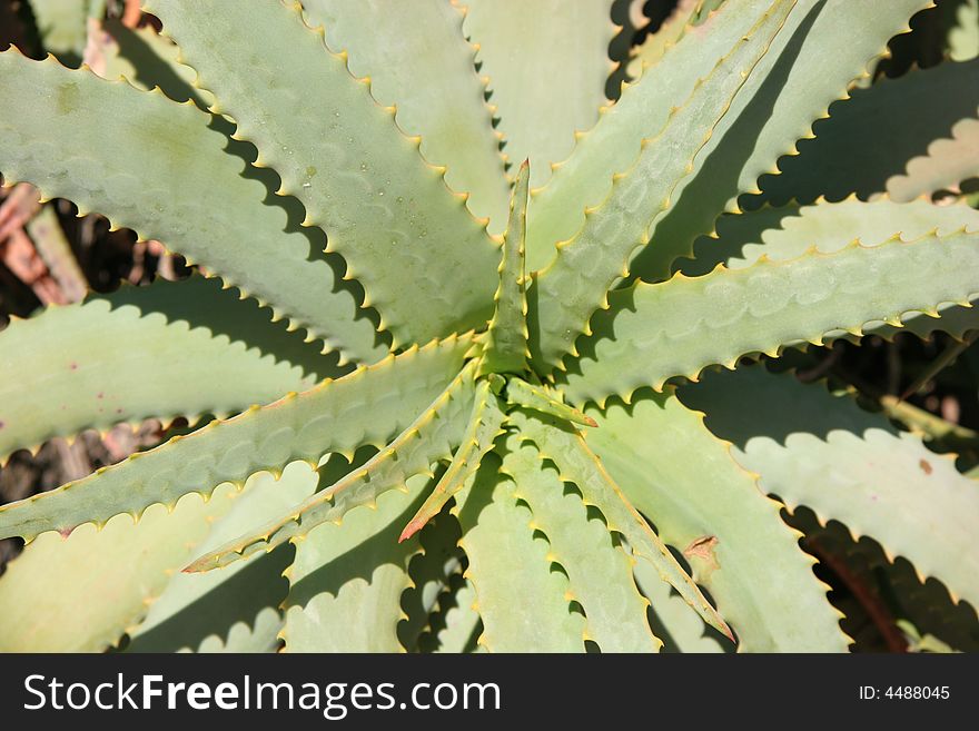 An Aloe Vera plant in the wild. An Aloe Vera plant in the wild