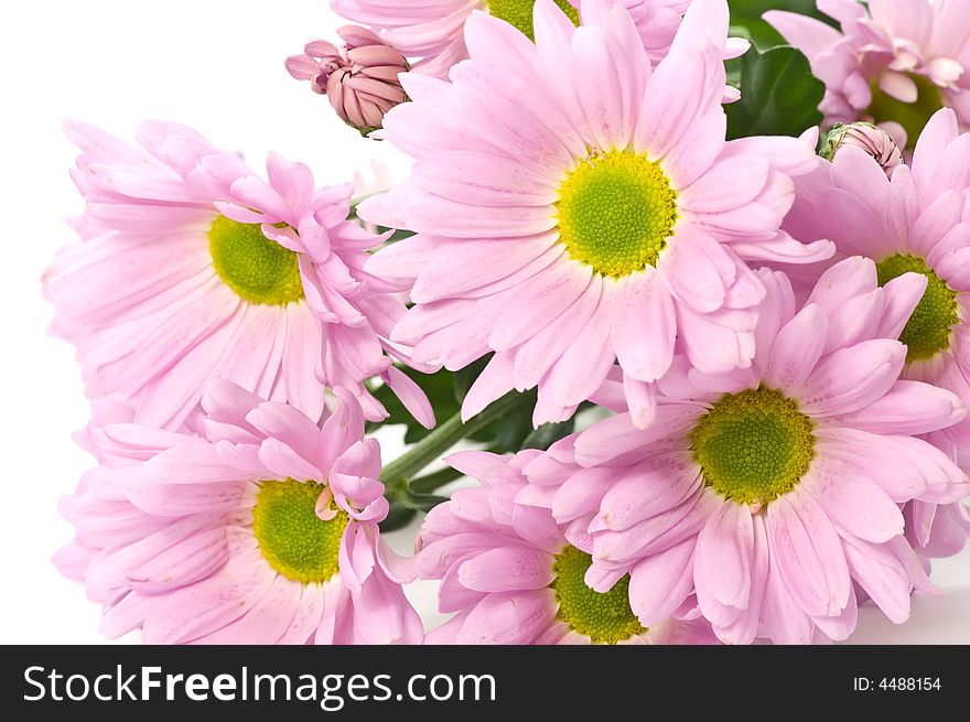 Bouquet of pink Chrysanthemum on white background. Bouquet of pink Chrysanthemum on white background