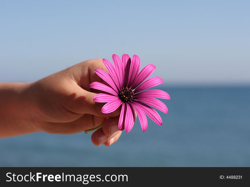 A child is holding a flower by the sea. A child is holding a flower by the sea