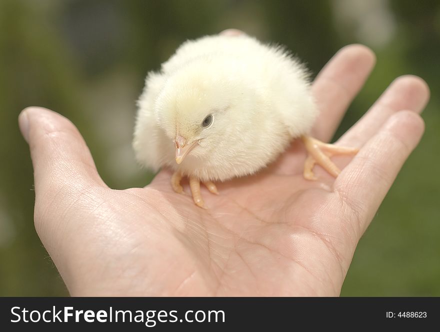 Hands of a person with a small chicken. Hands of a person with a small chicken