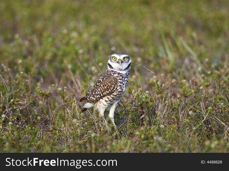 A Burrowing Owl hunting in a field near his burrow