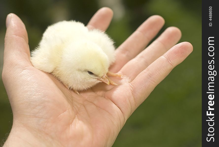 Small chicken on the palm
