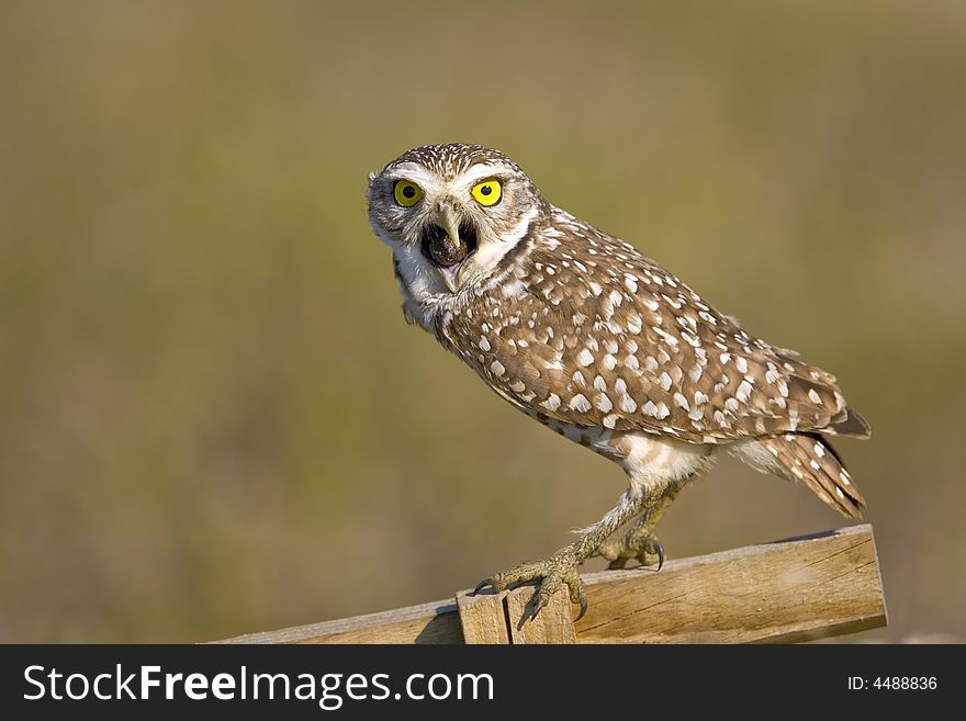 Burrowing Owl expelling a pellet