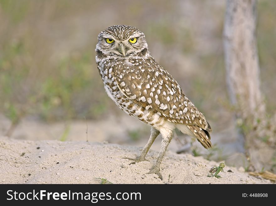 A Burrowing Owl watches everything outside the entrance to his burrow. A Burrowing Owl watches everything outside the entrance to his burrow