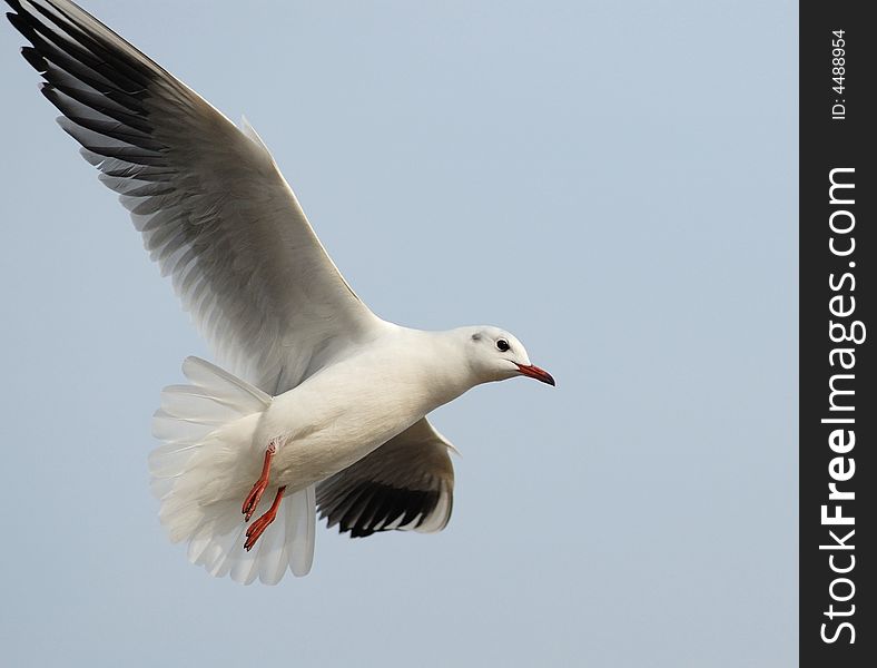 Sea gull in Qingdao, China
