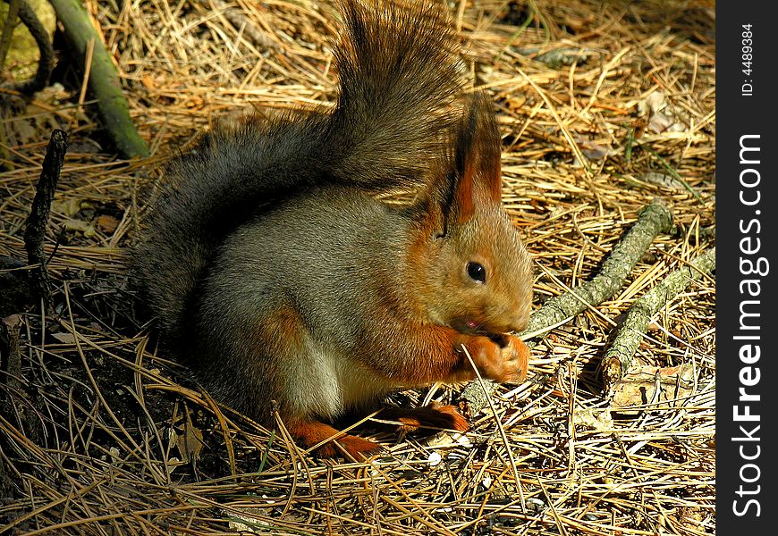 Red squirrel sits on the ground and eat a berry
