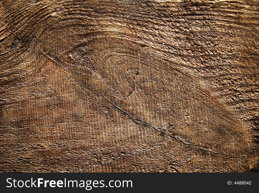 Texture of an old tree. Texture of an old tree