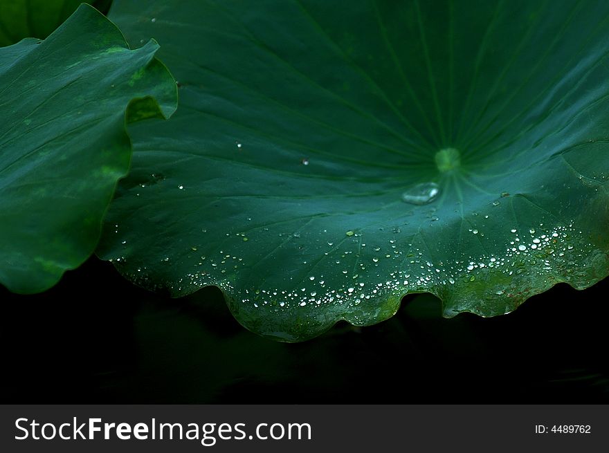 Water Lily & Lotus Leaf