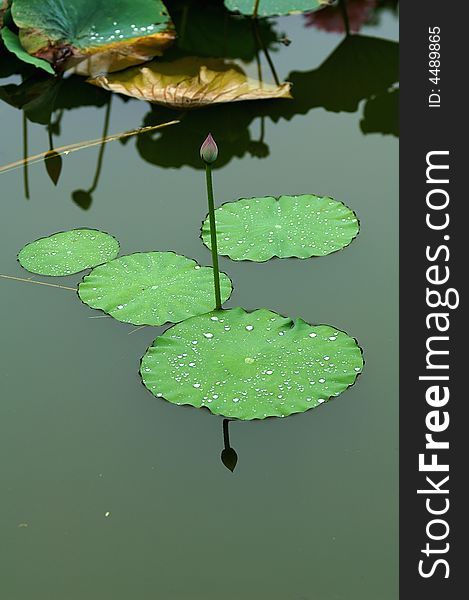 Water lily  lotus leaf summer. Water lily  lotus leaf summer