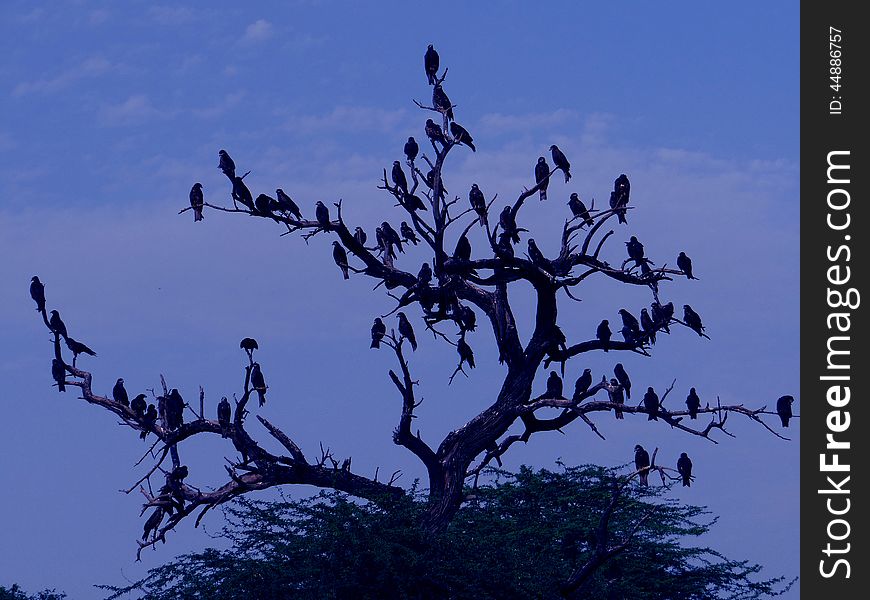 A flock of birds sitting on a tree. A flock of birds sitting on a tree