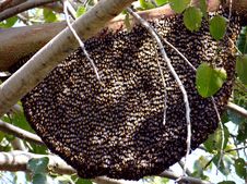 A Honey Bee Hive Royalty Free Stock Photo