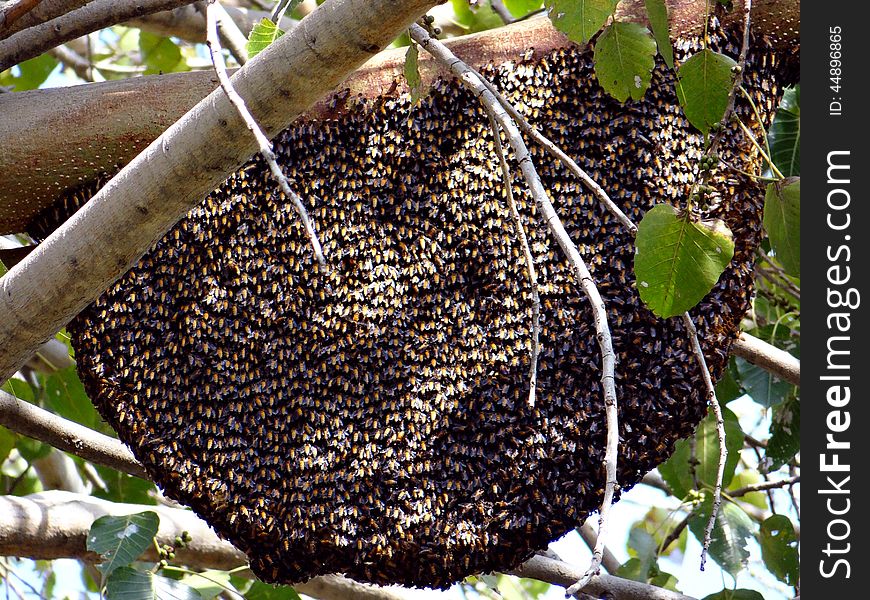 A Honey Bee hive on a tree branch