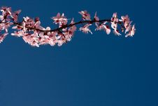 Peach Flowers Stock Images