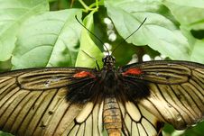 Papilio Butterfly Royalty Free Stock Photography Papilio Butterfly Royalty Free Stock Photography