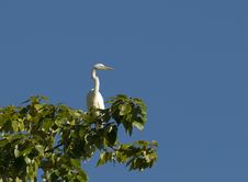 Egret Perched Stock Images