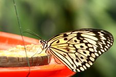 Tree Nymph Butterfly Royalty Free Stock Photos Tree Nymph Butterfly Royalty Free Stock Photos