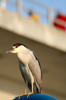 Black Crowned Night Heron Royalty Free Stock Photos