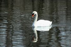 White Swan Swimming In A Lake Stock Photos White Swan Swimming In A Lake Stock Photos