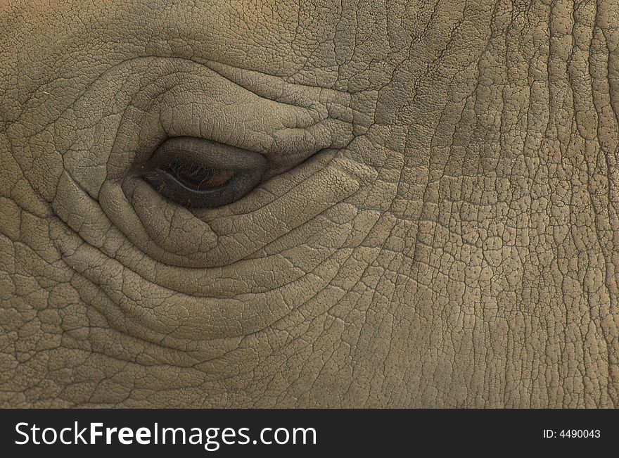 A detail of rhinoceros' eye. A detail of rhinoceros' eye