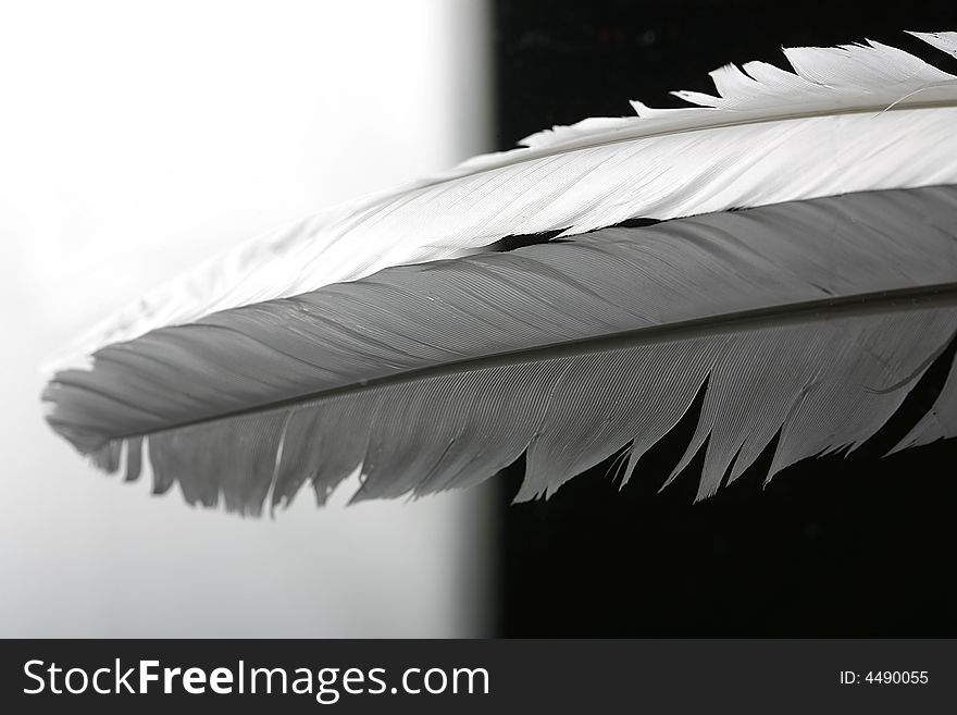 White feather on black and white surface.