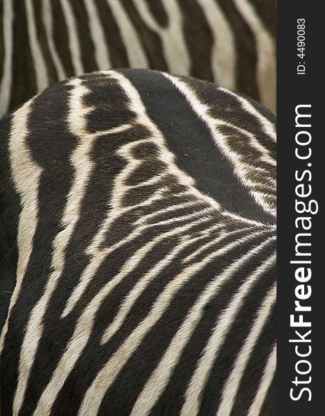 Detailed picture of two zebras' bodies. Detailed picture of two zebras' bodies