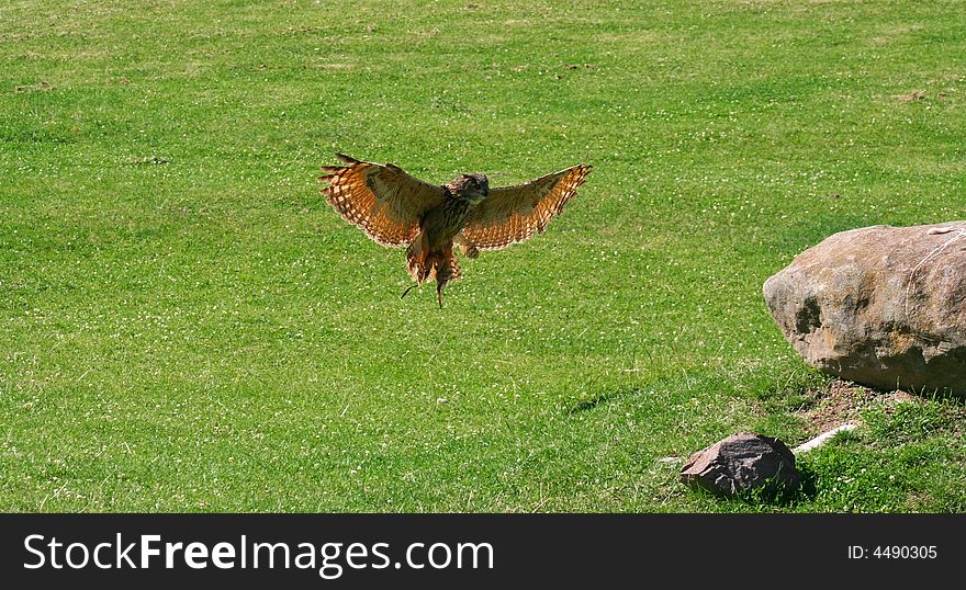 Flying owl on its way. his wings are fully extended