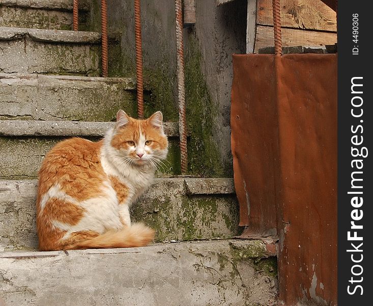 Ðging stairway, home animal, cat.