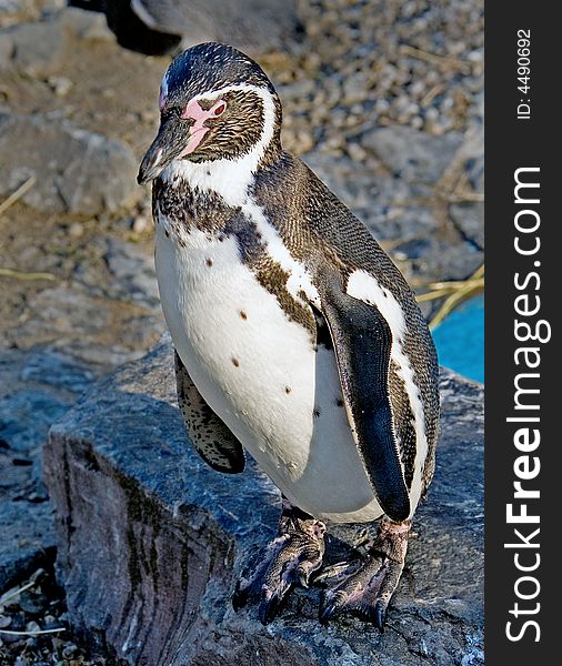 Portrait of peruvian or Humboldt penguin. Portrait of peruvian or Humboldt penguin