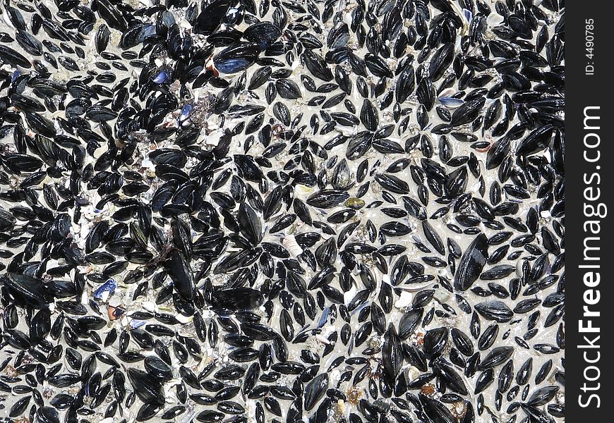 Black mussel shells in sand, Langebaan, South Africa. Black mussel shells in sand, Langebaan, South Africa