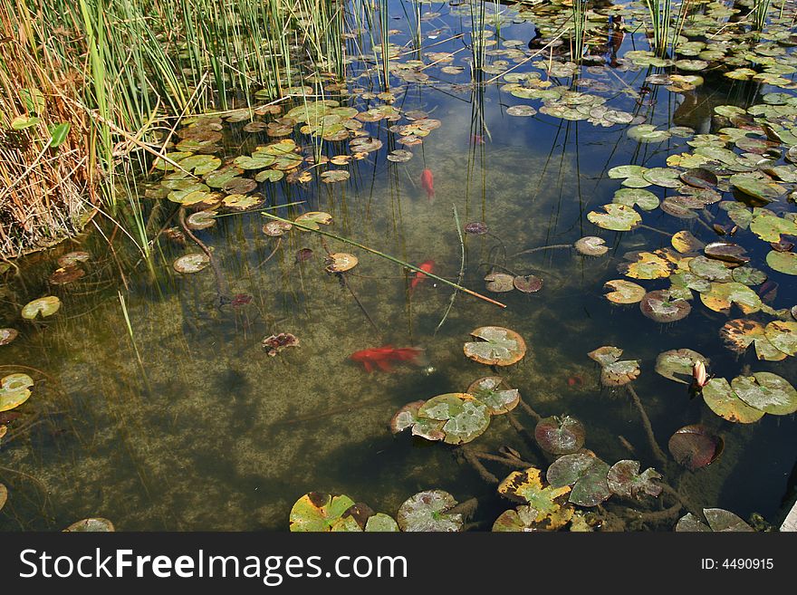 City pond with red small fishes and leaves of a lotus. City pond with red small fishes and leaves of a lotus