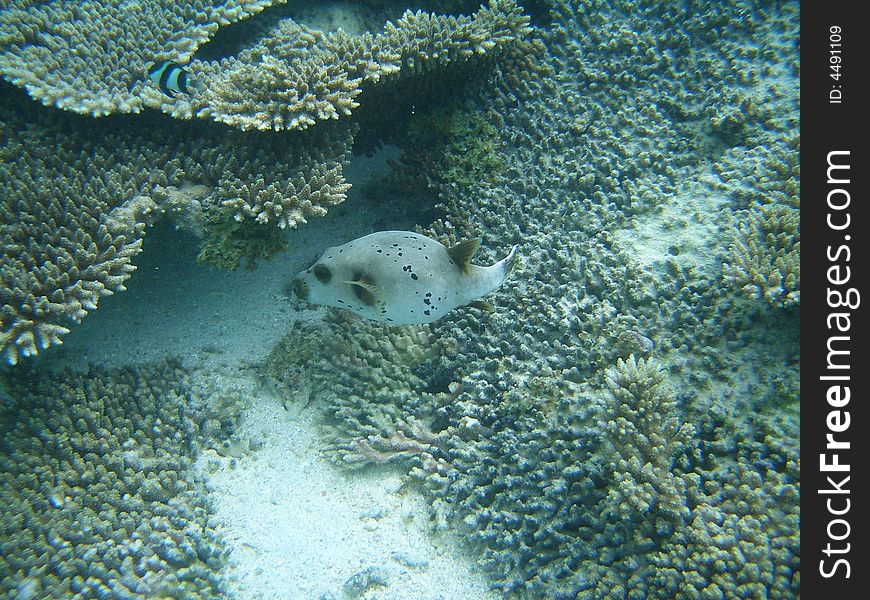 A little box fish on the coral reef