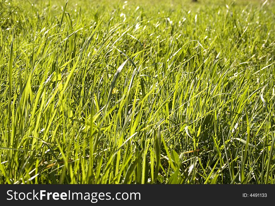 Image of grass from the ground