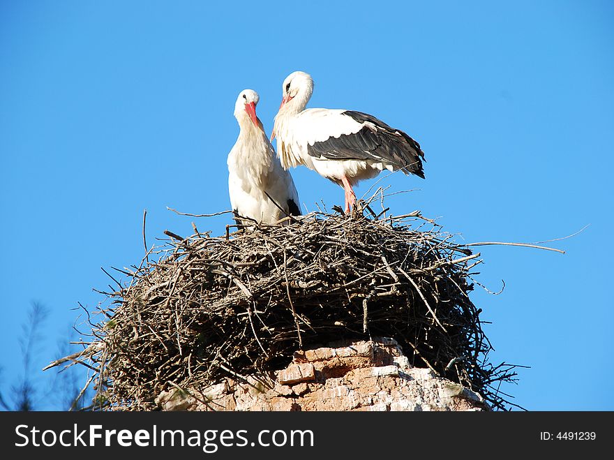 Couple of storks in their nest on blue sky. Couple of storks in their nest on blue sky