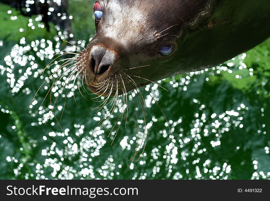 Portrait of young seal female