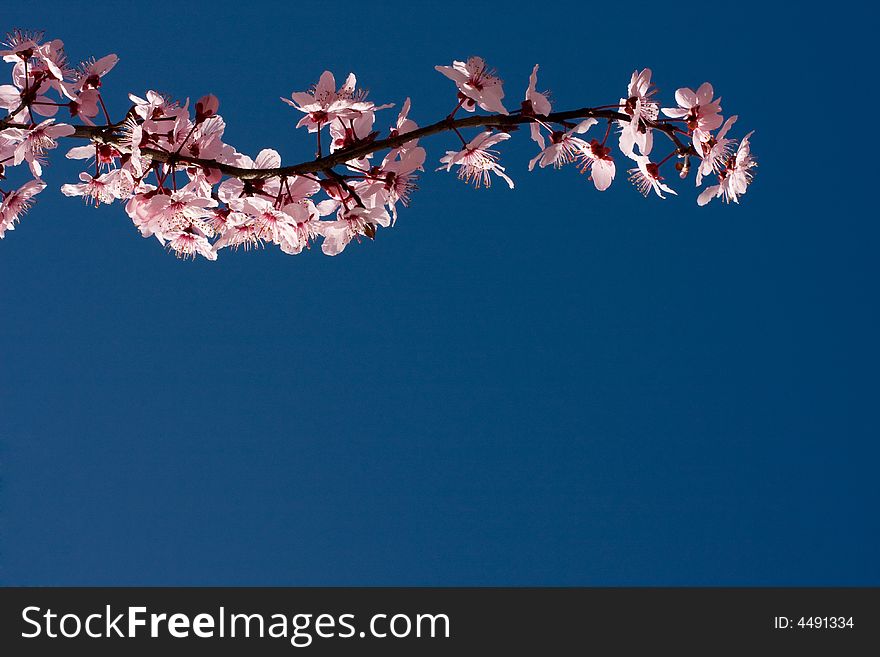 A peach limb with pink flowers, a delicate composition with a blue sky background. A peach limb with pink flowers, a delicate composition with a blue sky background