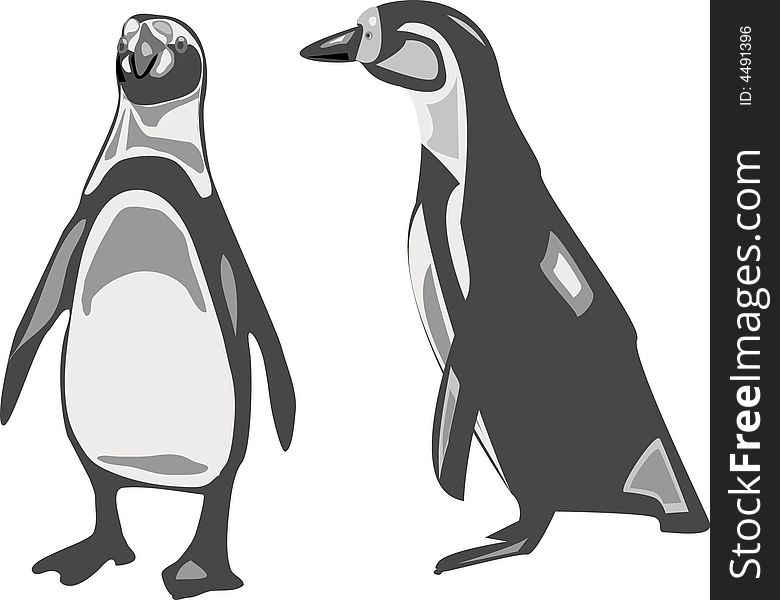Penguin in two different angels.