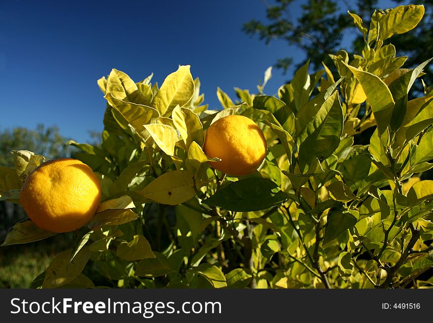 Fresh oranges growing on a tree