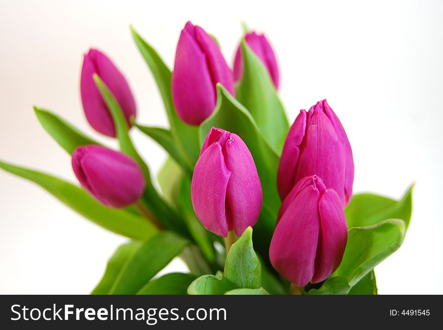 A bouquet of fresh pink tulips on a white background. A bouquet of fresh pink tulips on a white background