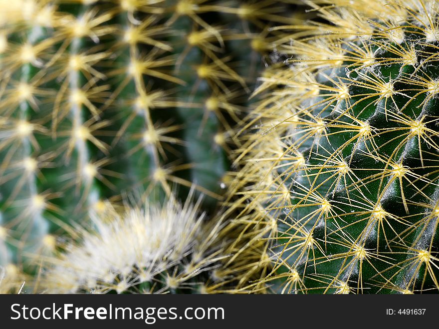 Closeup shot of cactus plant. Closeup shot of cactus plant