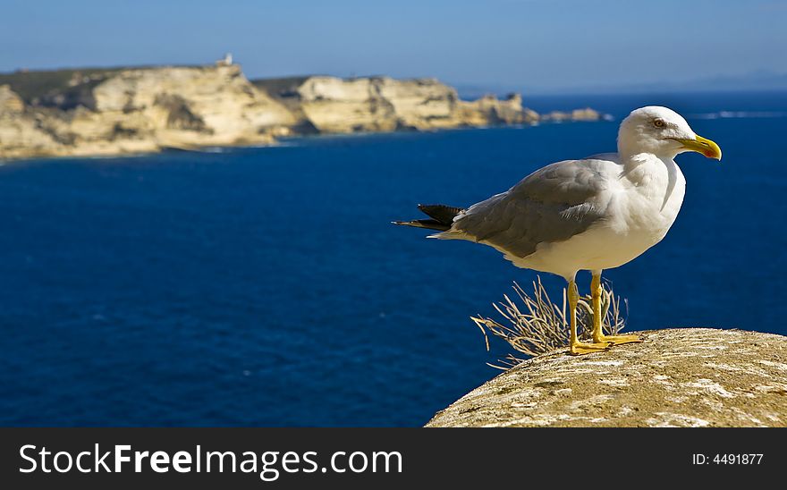 A seagull and the sea scenery