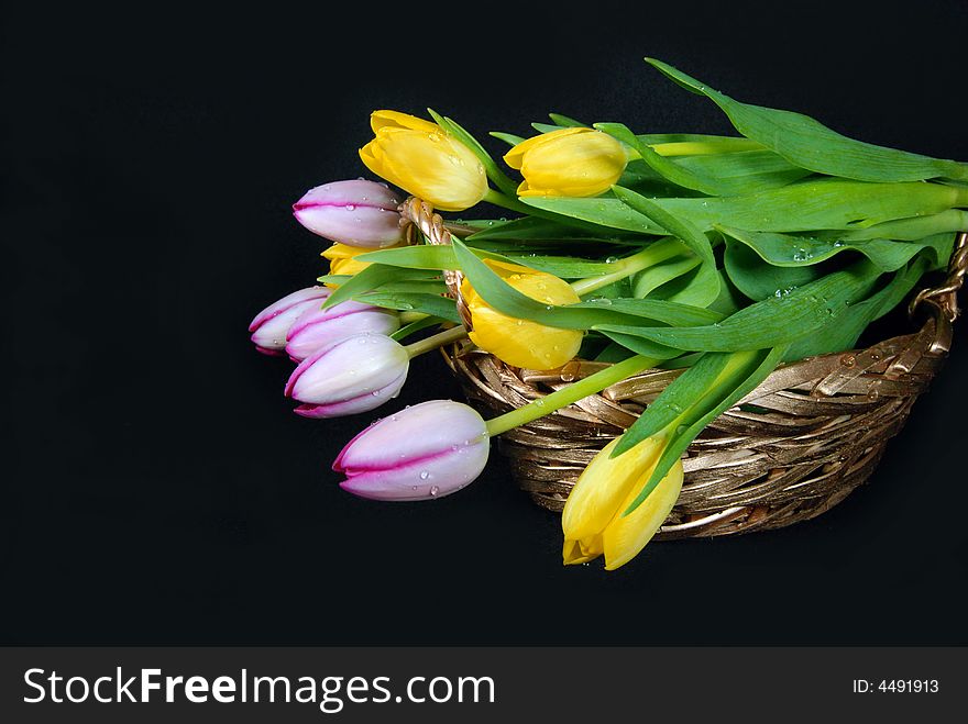 Bouquet of spring tulips in a basket. Bouquet of spring tulips in a basket.