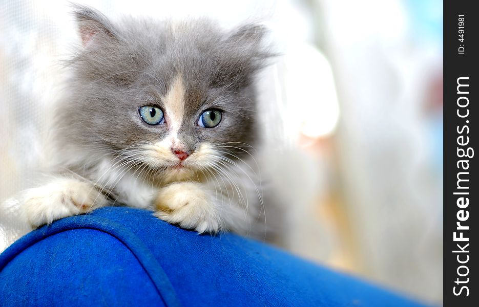 Small cute kitten on the blue sofa