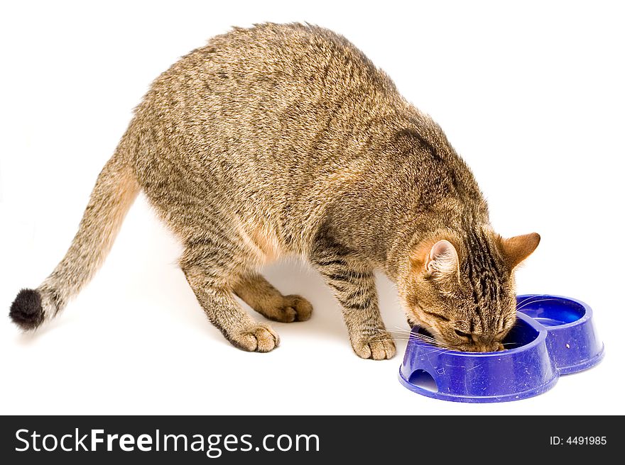 A cat eats from a dark blue bowl on a white background