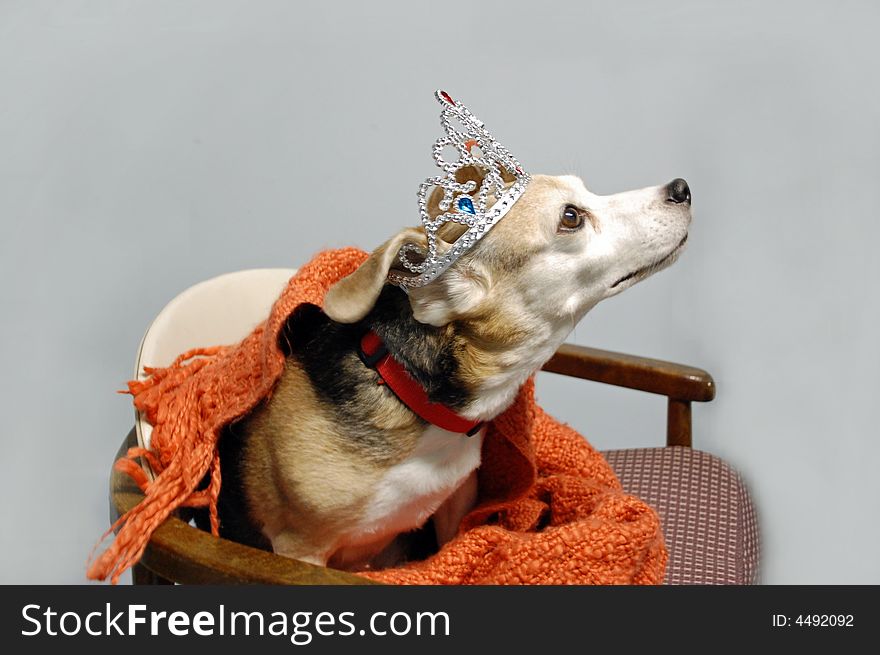 A beagle sits up in chair in regal fashion sporting a tiara. A beagle sits up in chair in regal fashion sporting a tiara.