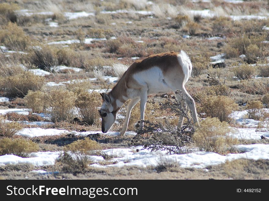 This young Pronghorn Antelope was feeding near the hwy. This young Pronghorn Antelope was feeding near the hwy.