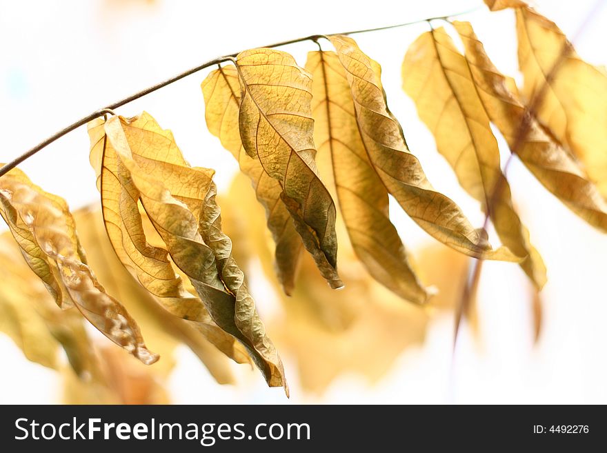 This is a picture of golden leaf. i take it on backlighting.